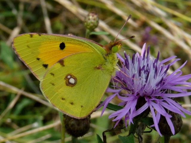 colias australis 2